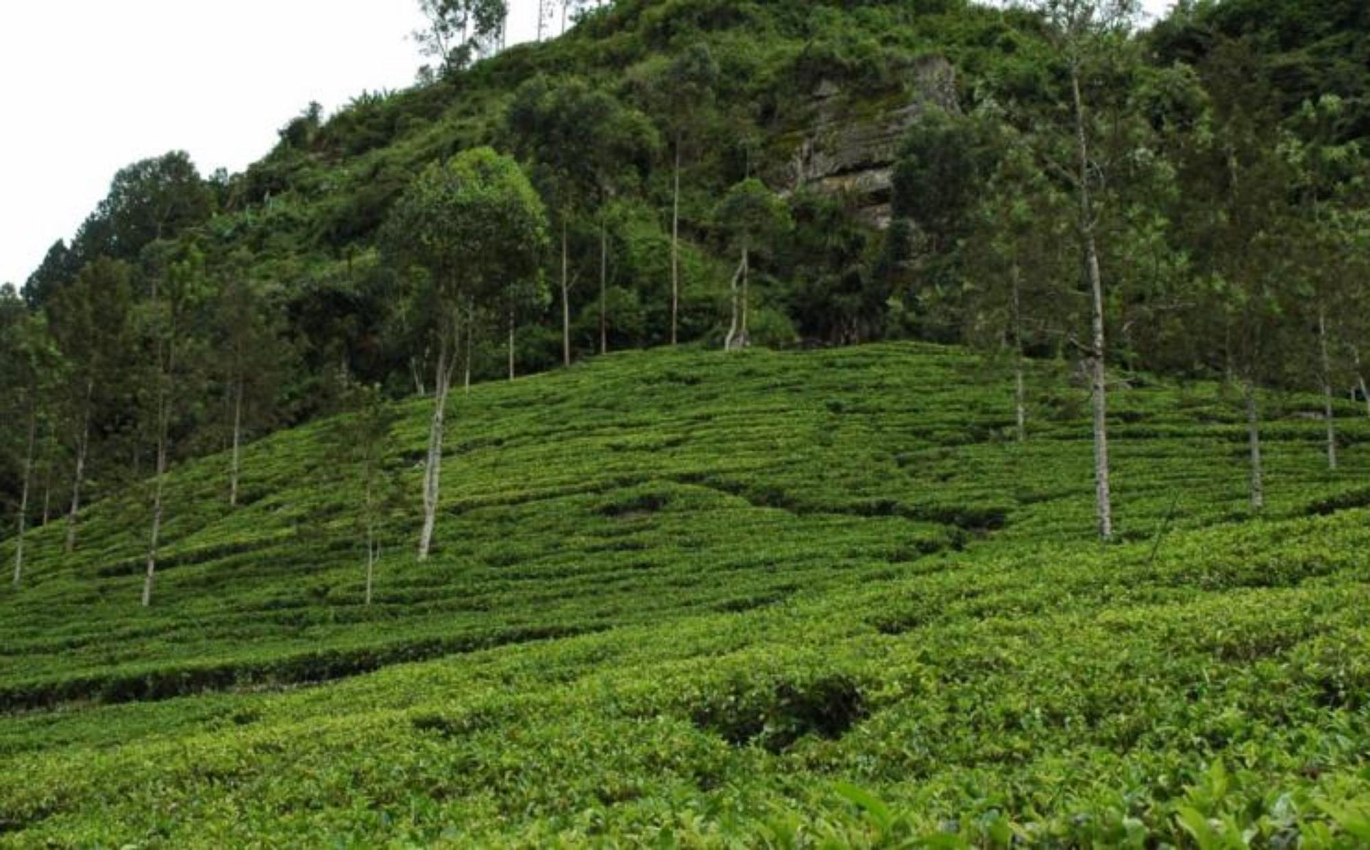 Cottage 42 Nuwara Eliya Buitenkant foto